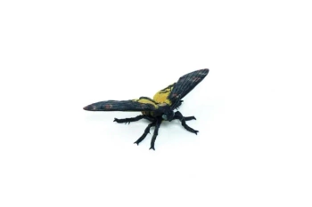 Ćma - PAPO