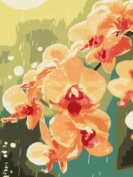 Malowanie po numerach - Orchidea w kroplach 30x40 - Ideyka