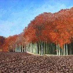 Karnet z kopertą Jesienny buk - Susan Entwistle