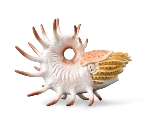 Cooperoceras - Collecta