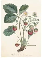 Karnet ST238 B6 + koperta Roślina truskawki - Skona Ting