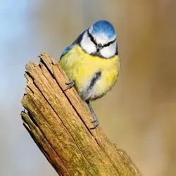 Karnet kwadrat z kopertą Blue Tit - Museums & Galleries