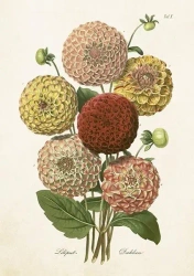 Karnet ST418 B6 + koperta Dalia - Skona Ting