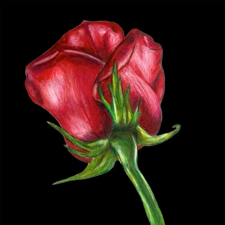 Karnet z kopertą SB11 Czerwona róża - Susan Entwistle