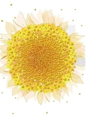 Karnet B6 + koperta MO5516W Słonecznik - Turnowsky