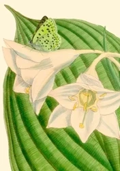 Karnet B6 z kopertą Eucharis sanderi - Madame Treacle