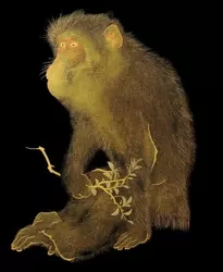 Karnet 17x14cm z kopertą Lacquerware tray - Museums & Galleries