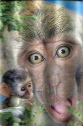 Minikartka 3D Makak - Worth Keeping