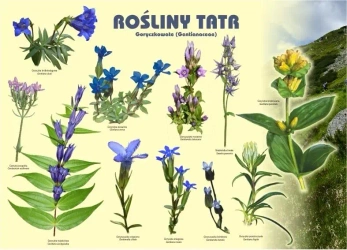 Tablica 100x72cm Rośliny Tatr. Goryczkowate - Koliber