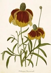 Karnet ST500 B6 + koperta Rudbekia - Skona Ting