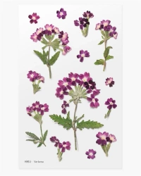 Naklejki ozdobne kwiaty - Werbena - Appree