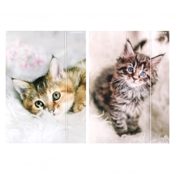 Teczka z gumką A4 Kotki mix - STARPAK