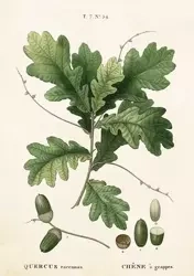 Karnet ST283 B6 + koperta Liść dębu - Skona Ting