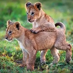 Karnet kwadrat z kopertą Lion Cubs - Museums & Galleries