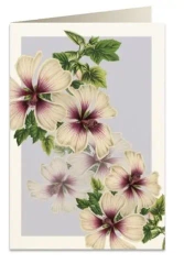 Karnet B6 + koperta 5968 Śluzówka krzewiasta - Tassotti