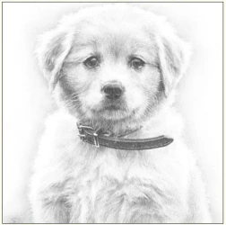 Karnet 16x16cm + koperta Pies szkic - DaVinci