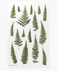 Naklejki ozdobne roślinne Paproć orlica - Appree