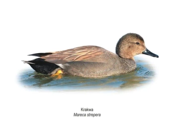 Obraz A4 Krakwa - Koliber