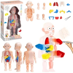 Model anatomiczny ciało człowieka - Trifox