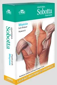 Anatomia Sobotta Flashcards Mięśnie - Brauer Lars