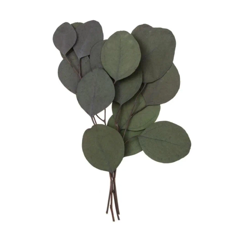Eukaliptus populus 4 gałązki ok. 20cm zielony - Dalprint dpCraft