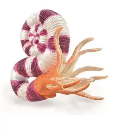Pravitoceras - Collecta