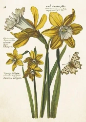 Karnet ST484 B6+ koperta Żonkile narcyzy Wielkanoc - Skona Ting