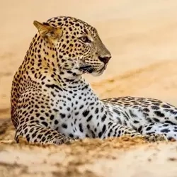 Karnet kwadrat z kopertą Leopard in sand - Museums & Galleries