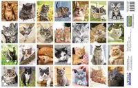 Naklejki. Koty - LITERAT