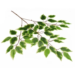 Gałązka benjamina cieniowana - Arpex