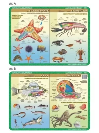 Podkładka edu. 054 - Anatomia: szkarłupnie.. - Visual System