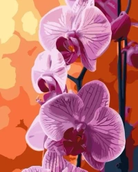 Malowanie po numerach - Orchidea 40x50cm - Qbee