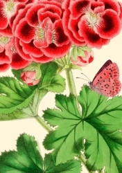 Karnet B6 z kopertą Pelargonia - Madame Treacle