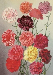 Karnet ST455 B6 + koperta Goździki - Skona Ting