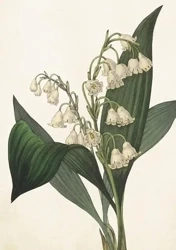 Karnet ST409 B6 + koperta Konwalia - Skona Ting