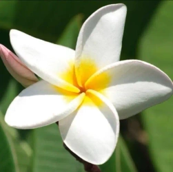 Karnet 16x16cm + koperta Plumeria - DaVinci