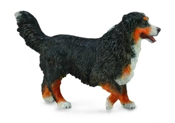 Berneński pies pasterski - Collecta