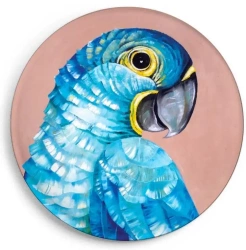 Magnes Modroara hiacyntowa - Ligarti