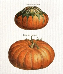 Ściereczka kuchenna Dynie - Skona Ting