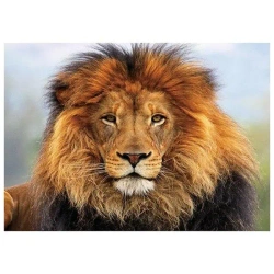 Mozaika diamentowa 5D - Lew 40x30cm - Titanum