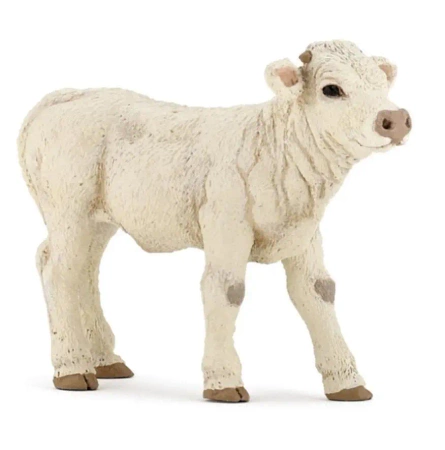 Cielę rasy Charolaise - PAPO