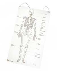 Szkielet człowieka tablica edukacyjna - Colorado