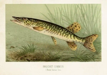 Karnet ST478 B6 + koperta Szczupak - Skona Ting