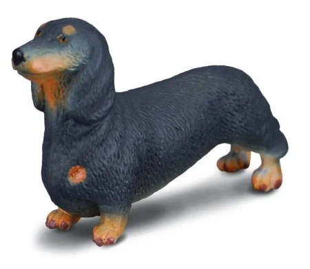Pies jamnik - Collecta