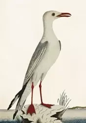 Karnet ST371 B6 + koperta Mewa - Skona Ting