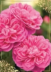 Karnet B6 PP-2146 Kwiaty (bez tekstu) - Kukartka