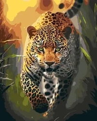 Malowanie po numerach - Wdzięku drapieżnika 40x50 - Qbee