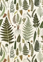 Karnet ST428 B6 + koperta Paprotki - Skona Ting