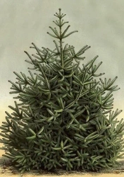 Karnet ST437 B6 + koperta Świerk - Skona Ting