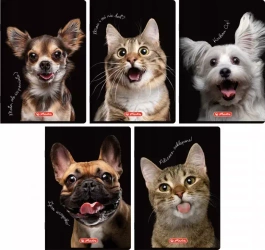 Zeszyt A5/60k kratka 70g Crazy Animal Her Fol A 10